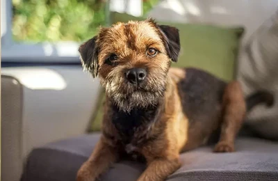 Border%20Terrier.webp