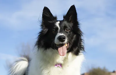 Border%20collie.webp