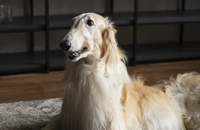 Borzoi.webp