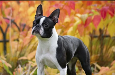 Boston%20terrier.webp