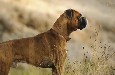 Boxer.webp