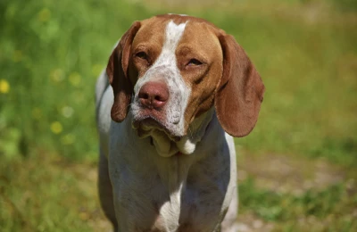 Braco%20Saint-Germain.webp