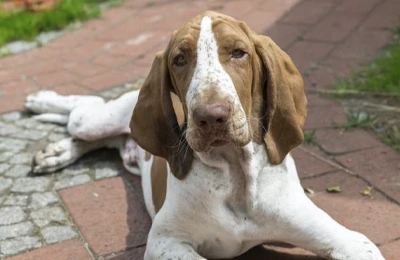 Braco%20italiano.webp