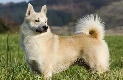 Buhund%20noruego.webp