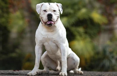 Bulldog%20Americano.webp