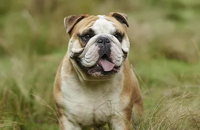 Bulldog%20Ingles.webp