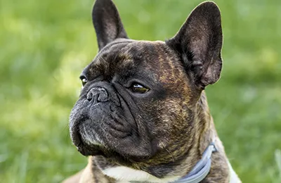 Bulldog%20frances.webp