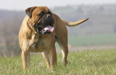 Bullmastiff.webp