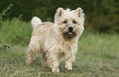 Cairn%20Terrier.webp