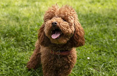 Caniche%20Poodle.webp