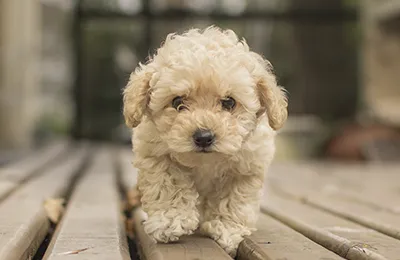 Caniche%20toy.webp