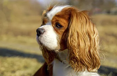 Cavalier.webp