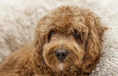 Cavapoo.webp