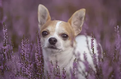 Chihuahua.webp