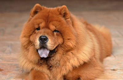 Chow-Chow.webp