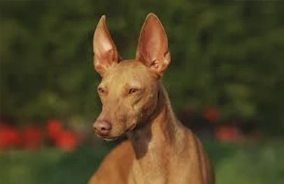 Cirneco%20del%20Etna.webp