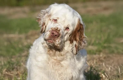 Clumber%20Spaniel.webp