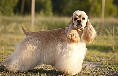 Cocker%20Spaniel%20americano.webp