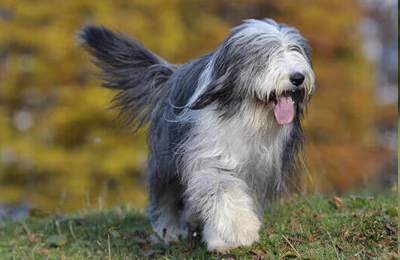 Collie%20barbudo.webp