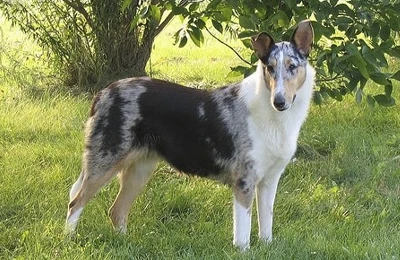 Collie%20de%20pelo%20corto.webp