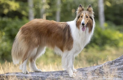 Collie%20de%20pelo%20largo.webp