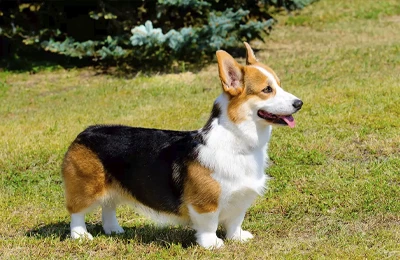 Corgi%20gal%C3%A9s%20de%20Pembroke.webp