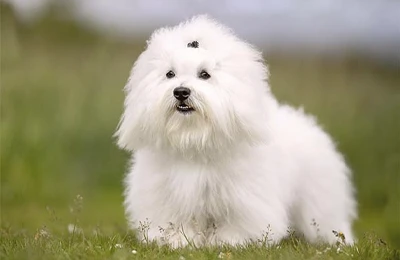 Coton%20de%20Tul%C3%A9ar.webp