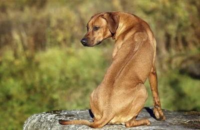 Crestado%20Rodesiano.webp