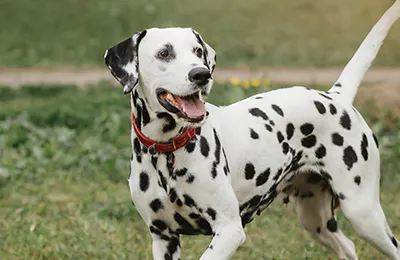 Dalmata.webp