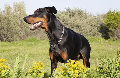 Doberman.webp