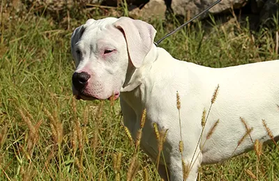 Dogo%20Argentino.webp