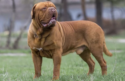 Dogo%20de%20Burdeos.webp