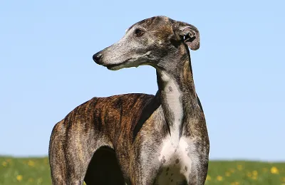 Galgo%20Esp.webp