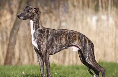 Galgo%20Ingles.webp