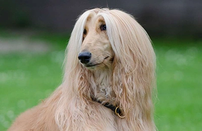 Galgo-Afgano.webp