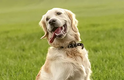Golden.webp