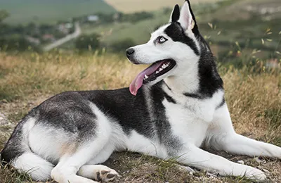 Husky.webp