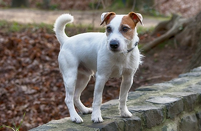 Jack-Russell-Terrier.webp
