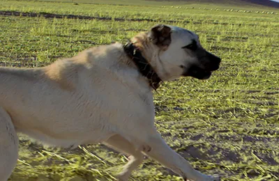 Kangal.webp