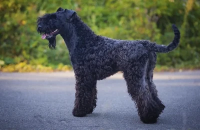Kerry%20Blue%20Terrier.webp