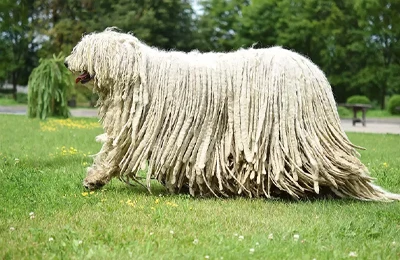 Komondor.webp