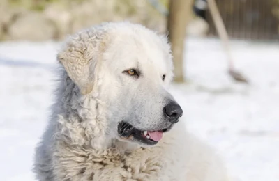 Kuvasz.webp