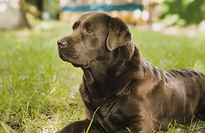 Labrdor%20retriever.webp