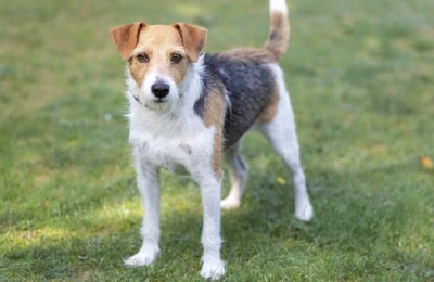 Parson%20Russell%20Terrier.webp