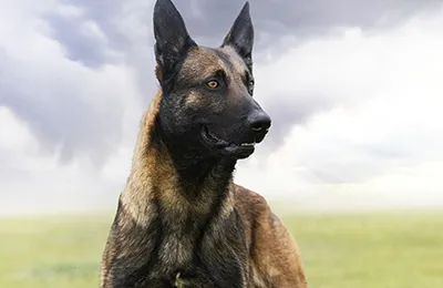 Pastor%20Belga%20Malinois.webp