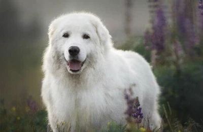 Pastor%20de%20Maremma.webp