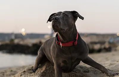 Pitbull%20terrier.webp