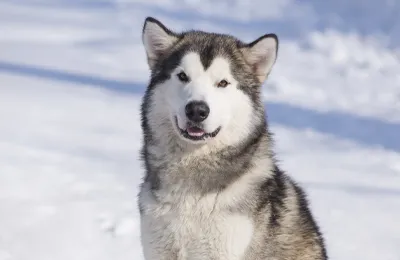 alaskanmalamute.webp