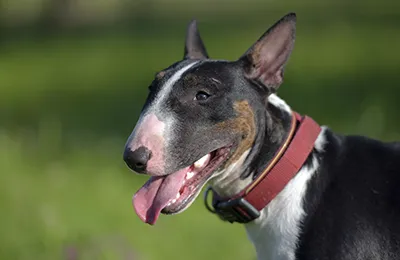 bullterrier.webp