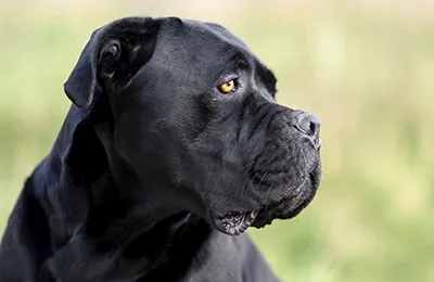 cane%20corso.webp
